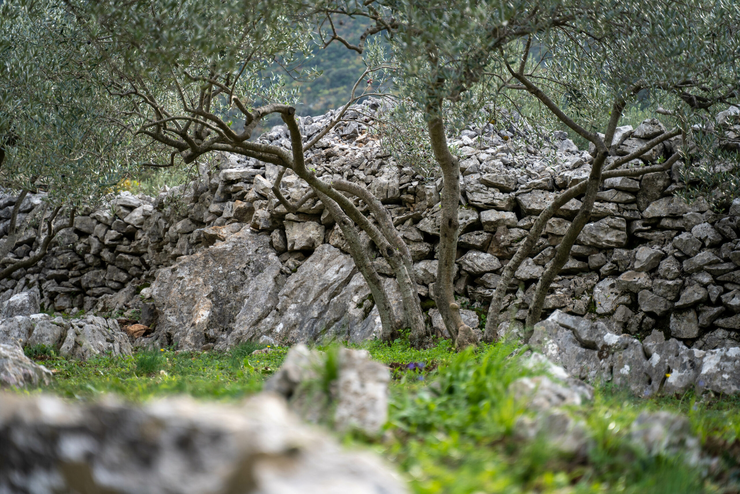Forum to promote eco-itineraries within the European Cultural Routes involved in the MED Routes project: Focus on the Routes of the Olive Tree